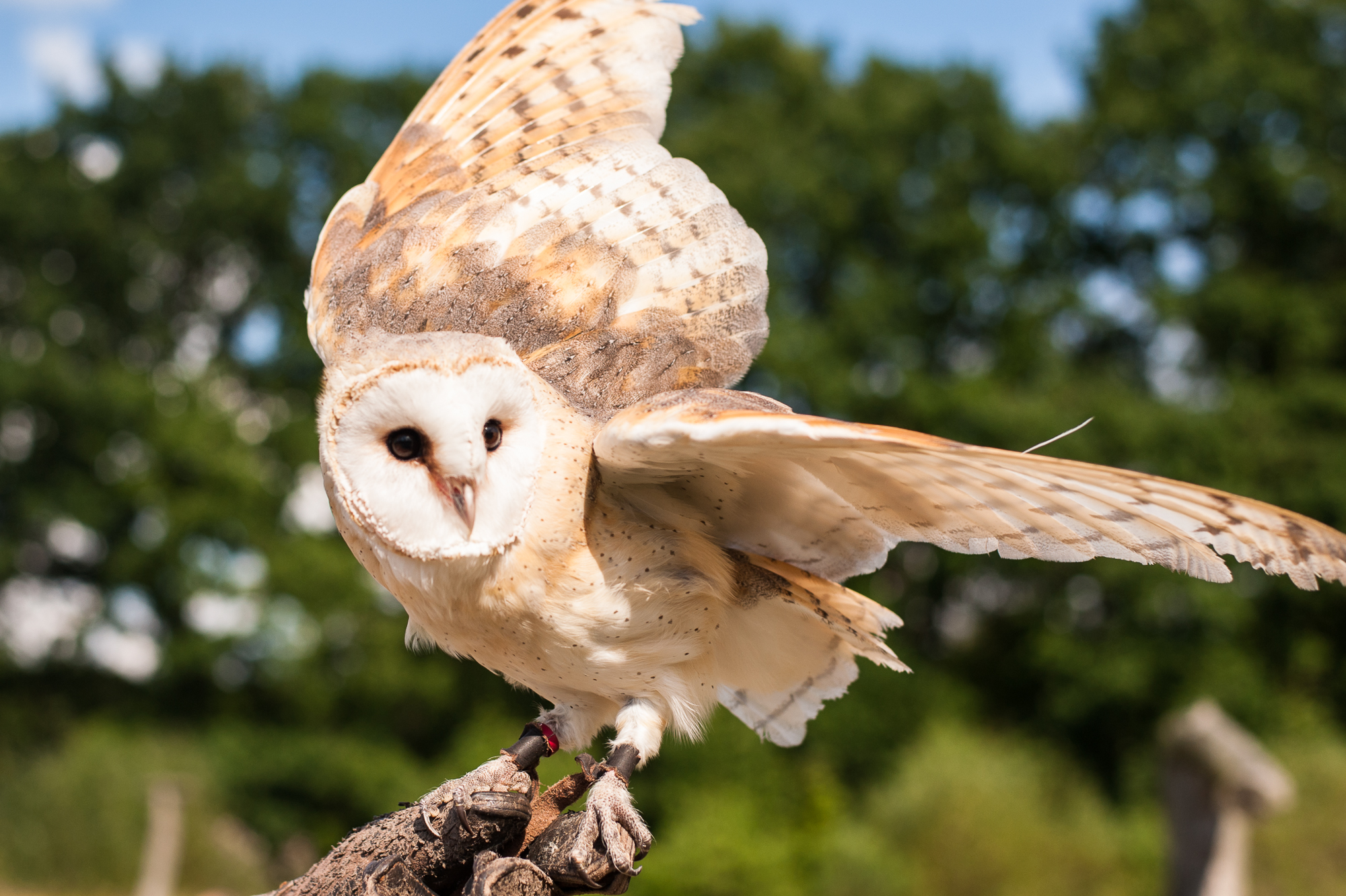 Gemeindeausflug am 14. Juni in den Erlebniswald Trappenkamp